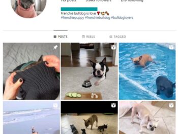 3K Frenchie Dogs Instagram Account for sale
