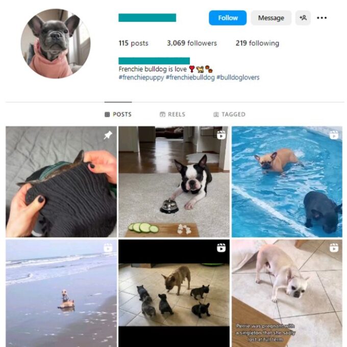 3K Frenchie Dogs Instagram Account for sale