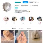3K Kittens Cats Instagram Account for sale