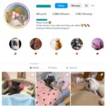 3K Kittens Cats Instagram Account for sale
