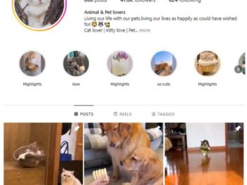 40K Pets Dogs Cats Instagram Account for sale