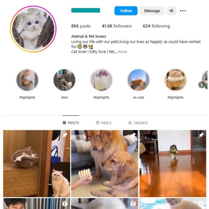 40K Pets Dogs Cats Instagram Account for sale
