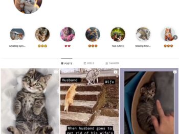 45K Cute Cats Instagram Account for Sale