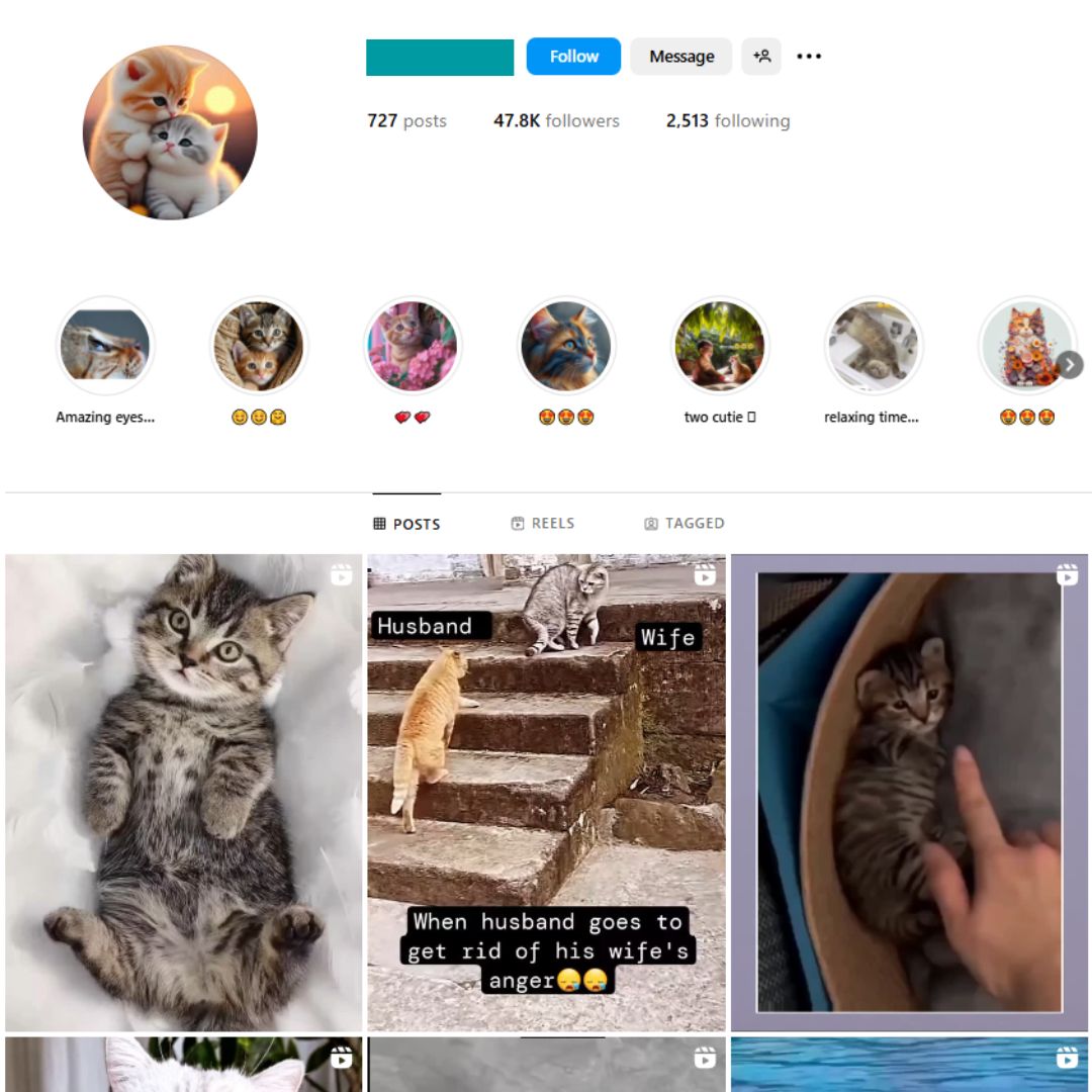 45K Cute Cats Instagram Account for Sale