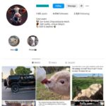 4K Cow Animals Instagram Account for sale