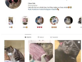 4K Kittens Cats Instagram Account for sale