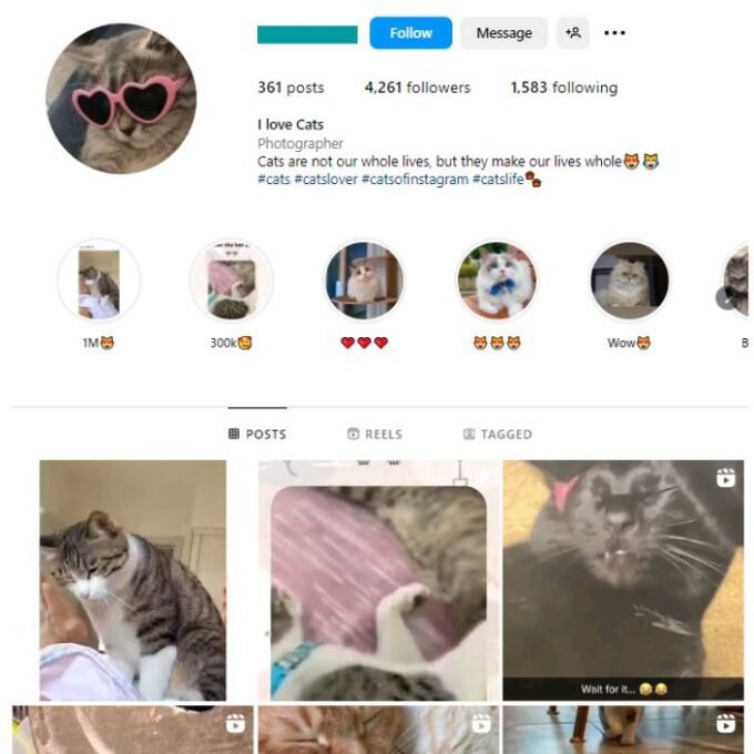 4K Kittens Cats Instagram Account for sale