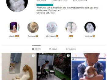 4K Kittens Cats Instagram Account for sale