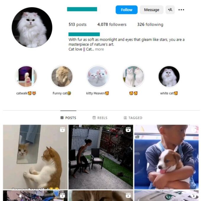 4K Kittens Cats Instagram Account for sale