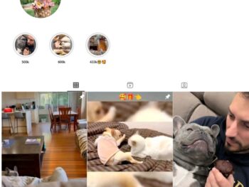 4K Pets Dogs Instagram Account for Sale
