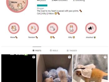 5K Cats Pets Instagram Account for sale