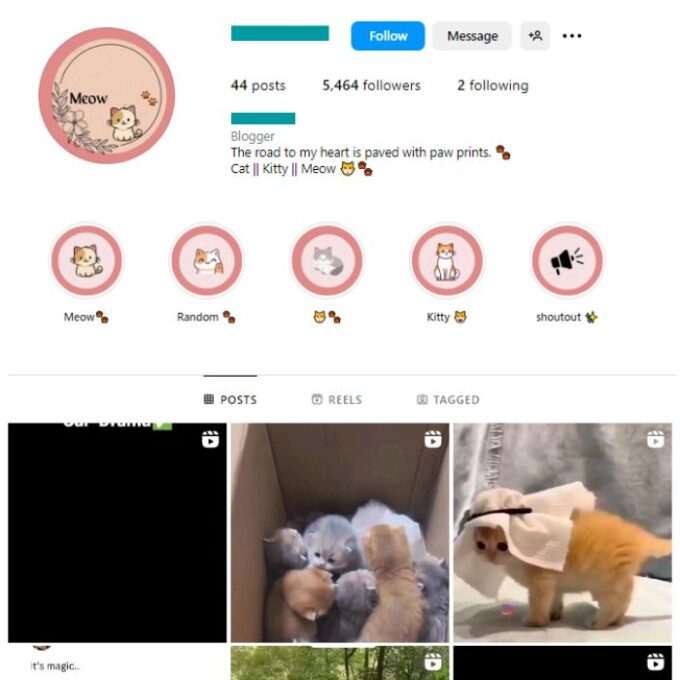 5K Cats Pets Instagram Account for sale
