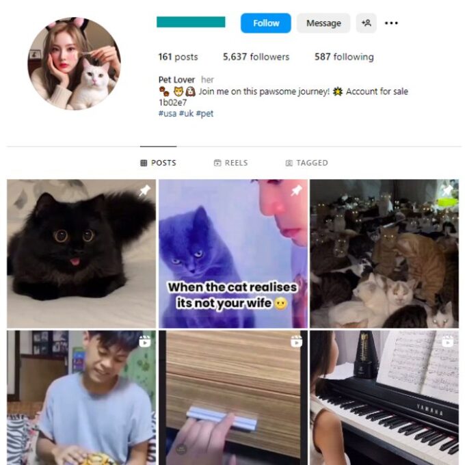 5K Cute Cats Instagram Account for sale