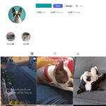 5K Pets Dogs Instagram Account for Sale