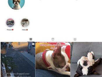 5K Pets Dogs Instagram Account for Sale