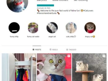 6K Kittens Cats Instagram Account for sale
