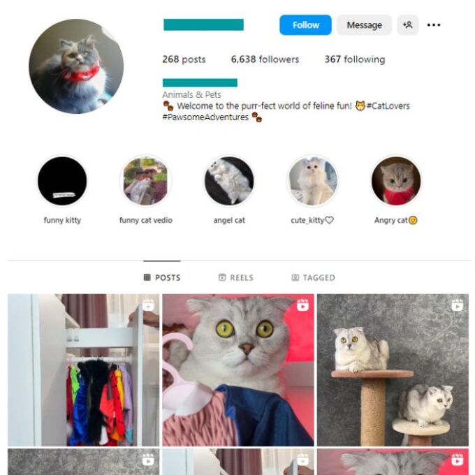 6K Kittens Cats Instagram Account for sale