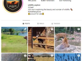 6K Wildlife Safari Instagram Account for sale