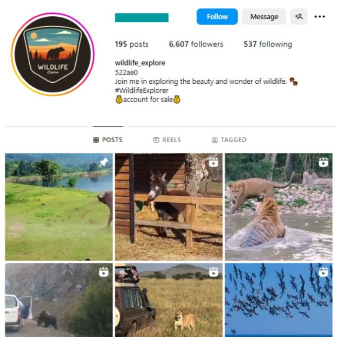 6K Wildlife Safari Instagram Account for sale