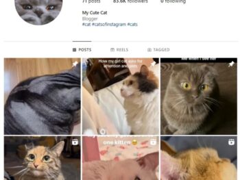 80K Viral Cats Instagram Account for sale