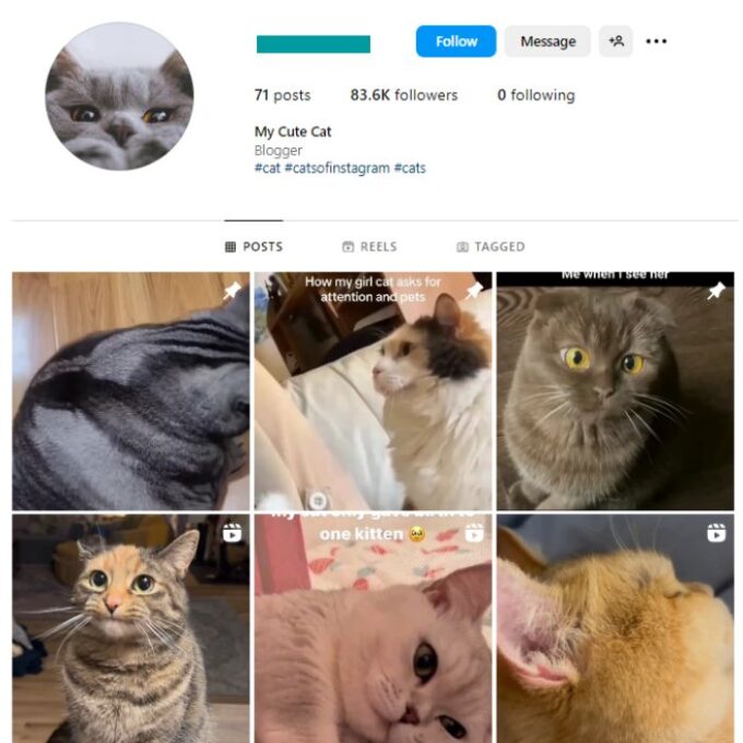 80K Viral Cats Instagram Account for sale