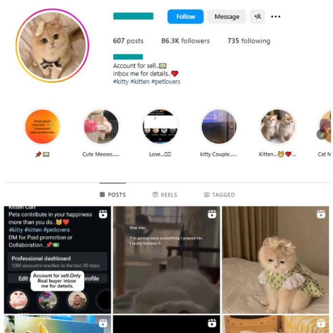 85K Kittens Cats Instagram Account for sale