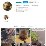 8K Beaver Animals Instagram Account for sale