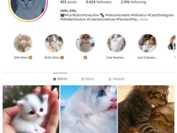 8K Kittens Cats Instagram Account for sale