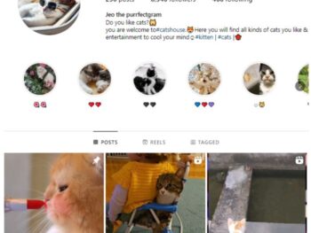 8K Pets Cats Instagram Account for sale