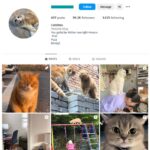 95K Cute Cats Instagram Account for sale