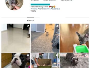 9K Frenchie Dogs Instagram Account for sale