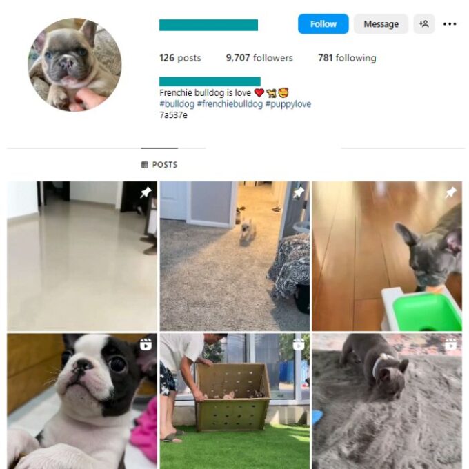 9K Frenchie Dogs Instagram Account for sale
