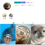 9K Seals Animal Instagram Account for Sale
