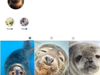 9K Seals Animal Instagram Account for Sale