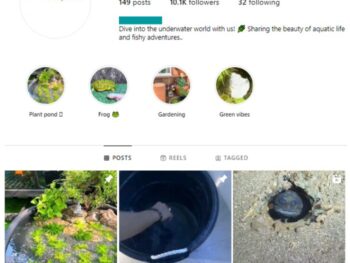 10K Aquarium Fish Instagram Account for sale