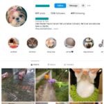 130K Cats Dogs Instagram Account for sale
