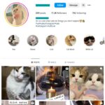 15K Kittens Cats Instagram Account for sale