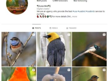 1K Birds Nature Instagram Account for sale
