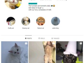 1K Cats Pets Instagram Account for sale