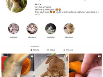 1K Cute Cats Instagram Account for sale