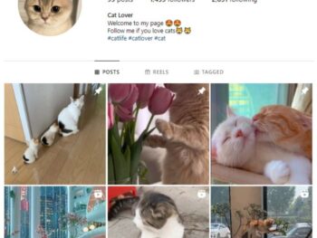 1K Kittens Cats Instagram Account for sale