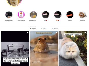 260K Pets Cats Instagram Account for Sale for Sale
