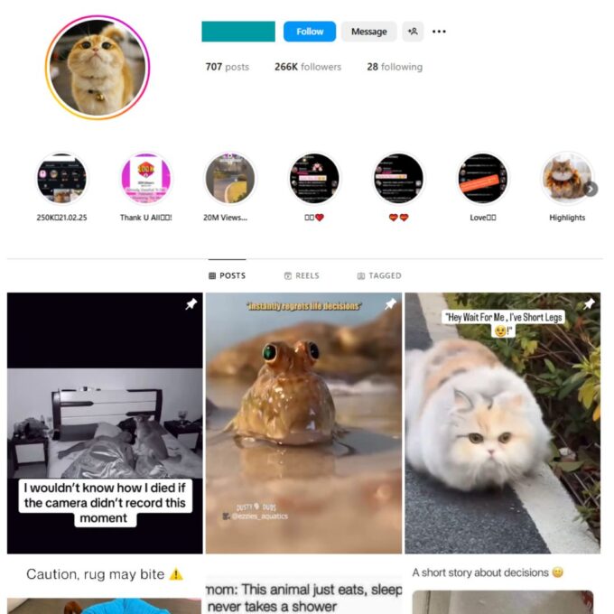 260K Pets Cats Instagram Account for Sale for Sale