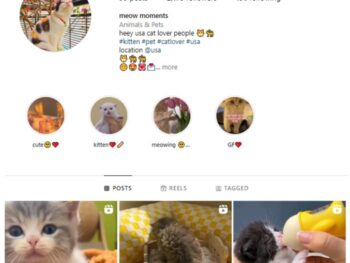 2K Cute Cats Instagram Account for sale