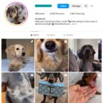 2K Dogs Pets Instagram Account for sale