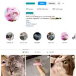 2K Kittens Cats Instagram Account for sale