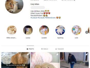 2K Kittens Cats Instagram Account for sale
