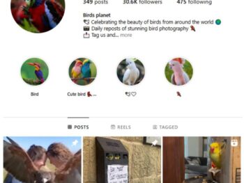 30K Birds Animal Instagram Account for sale
