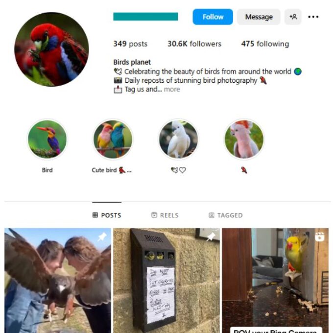 30K Birds Animal Instagram Account for sale