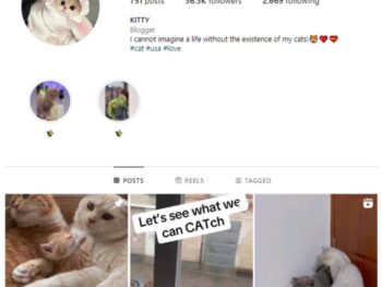 35K Kittens Cats Instagram Account for sale